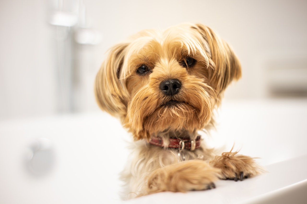 DogWash1